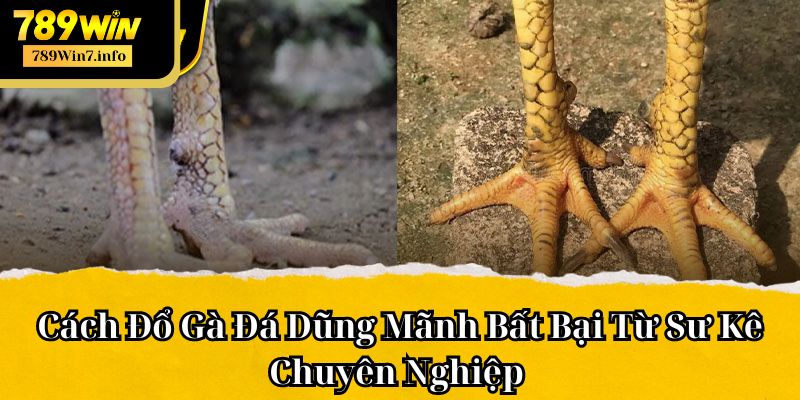 Cách đổ gà đá là bí quyết để sở hữu chiến kê dũng mãnh, bất bại 