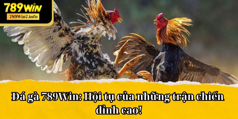 Đá gà 789Win: Hội tụ của những trận chiến đỉnh cao!