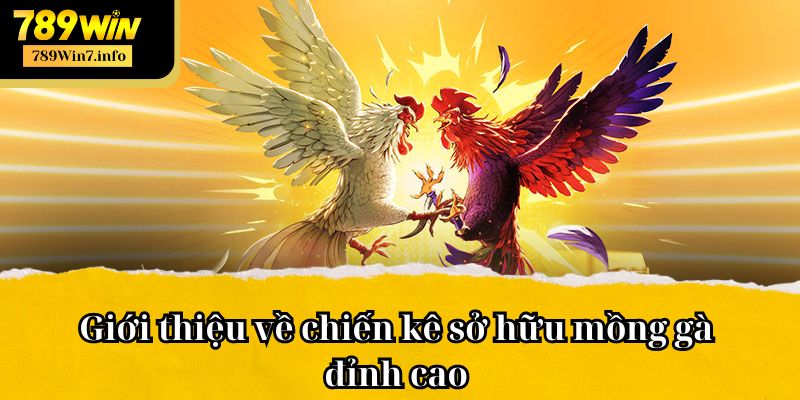 Giới thiệu về chiến kê sở hữu mồng gà đỉnh cao