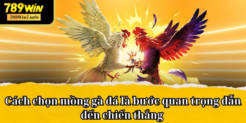 Cách chọn mồng gà đá là bước quan trọng dẫn đến chiến thắng