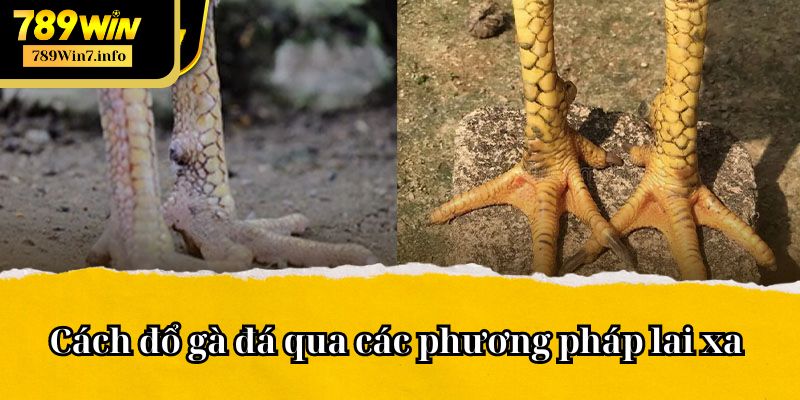 Những phương pháp phối giống cận huyết tạo ra thế hệ sau chất lượng cao 