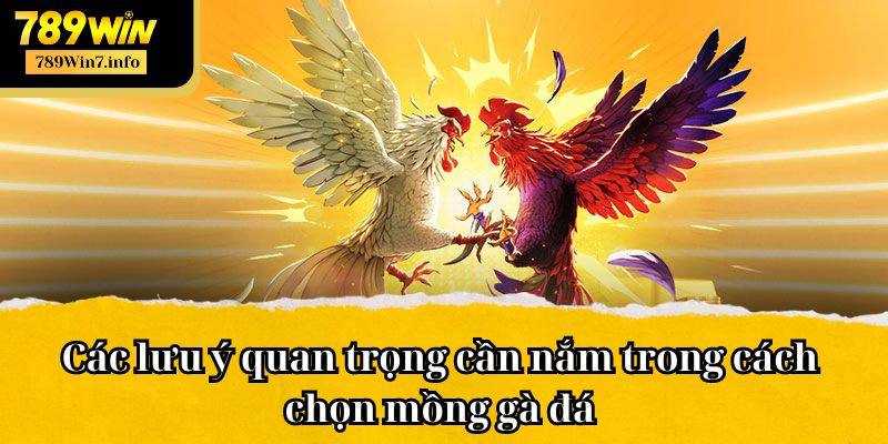 Các lưu ý quan trọng cần nắm trong cách chọn mồng gà đá 