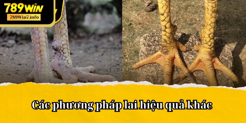 Một vài phương pháp phối giống gà khác được áp dụng phổ biến 