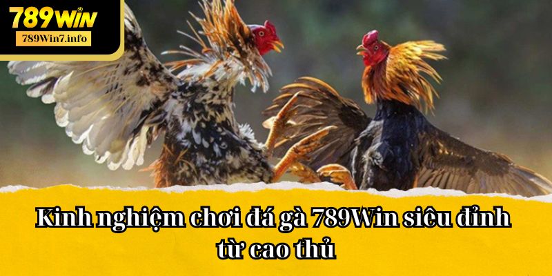 Những kinh nghiệm siêu đỉnh của cao thủ 2024